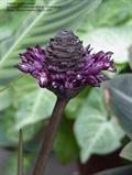 zebra plant